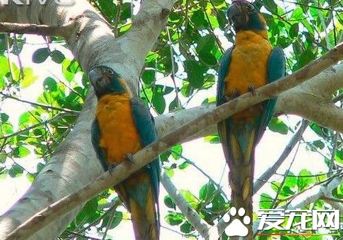 蓝喉金刚鹦鹉价格 是国家的二级保护的动物