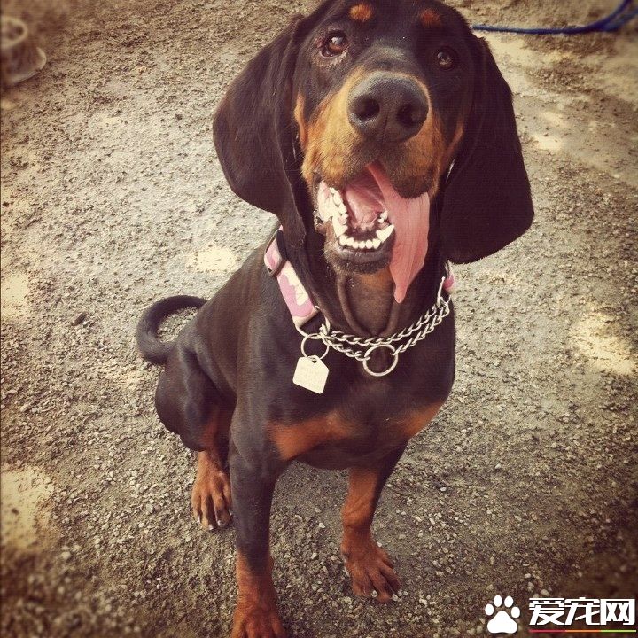 黑褐猎浣熊犬多少钱 价格大约为1500到8000元