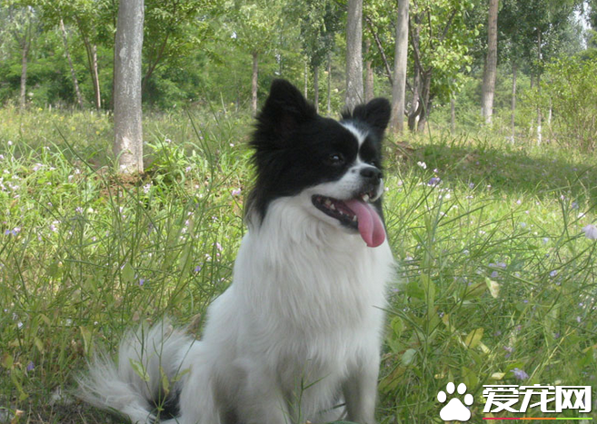 蝴蝶犬纯种价格 国内行情5000左右起步价