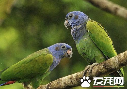 蓝头金刚鹦鹉价格 价格一般在8000到1万元左右