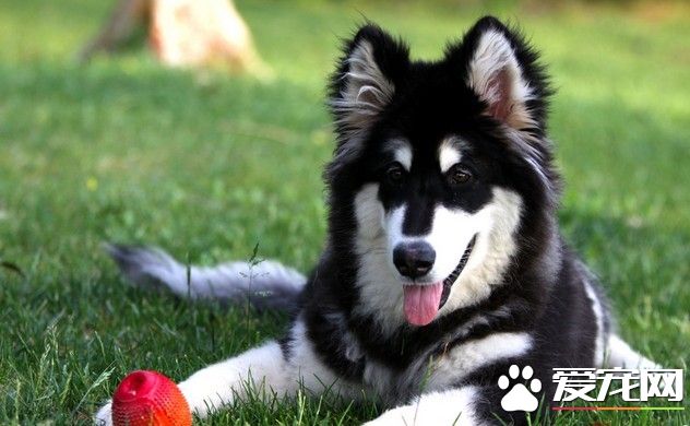 巨型阿拉斯加雪橇犬多少钱 价格就在8000元左右