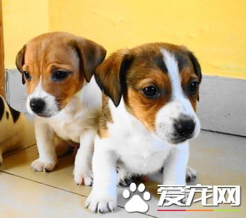 杰克罗素梗犬纯种辨别 通过看杰克罗素梗的头