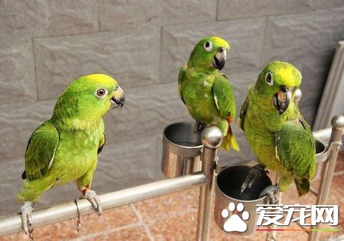 黄冠亚马逊鹦鹉价格 价格大约在3500元左右