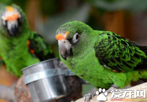 贾丁氏鹦鹉价格 一般在600到1000元的范围