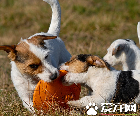 杰克罗素梗犬智商排行 是比较高智商的狗