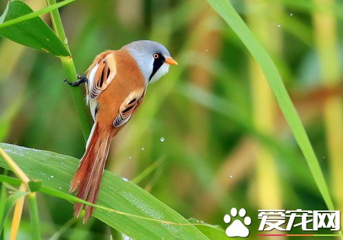 文须雀吃什么 文须雀的食物主要为昆虫