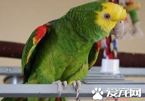 帝王亚马逊鹦鹉价格 一般不允许人类当宠物饲养