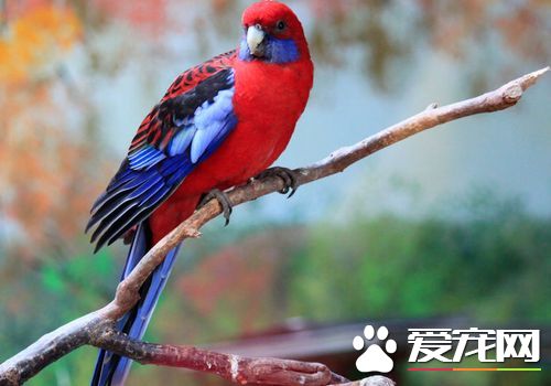 东玫瑰鹦鹉价格 大多在600到800元左右