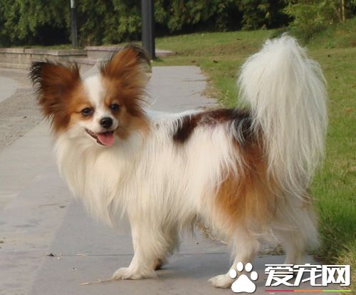 蝴蝶犬大小便 喜欢在特定的地方大小便