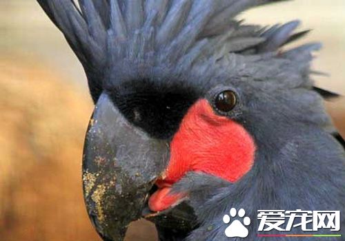 棕榈凤头鹦鹉价格 棕榈凤头鹦鹉售价达1万多元