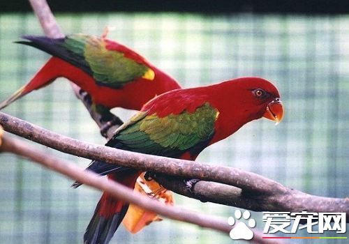 喋喋吸蜜鹦鹉价格 最低的价格也要在1000元以上