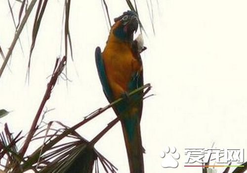 蓝喉金刚鹦鹉价格 是国家的二级保护的动物