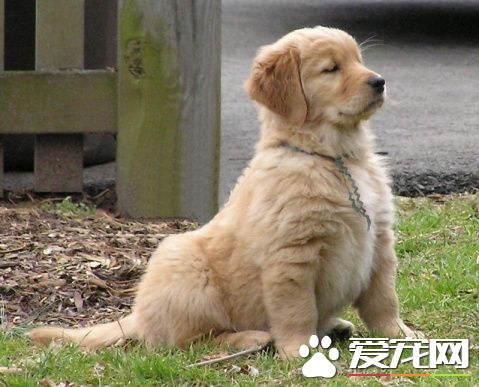 金毛寻回犬训练难度 训练还是有一定难度的