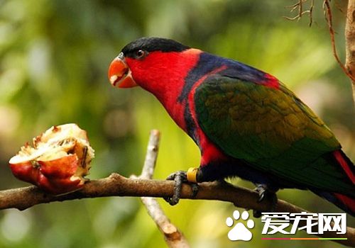 黑顶吸蜜鹦鹉价格 价格一般在2800到3000左右