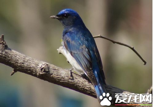 白腹蓝翁价格 这种鸟市面上还是比较稀少的