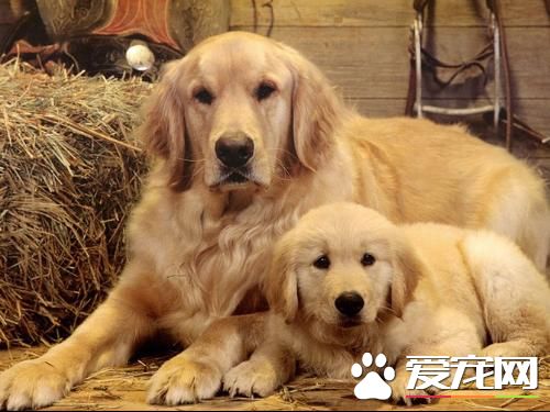 金毛寻回犬训练方法 训练时要树立恰当的目标