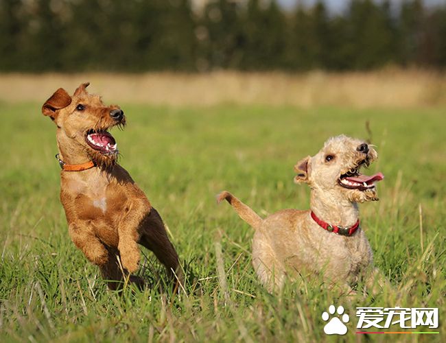 湖畔梗和万能梗一样吗 从体型与外貌上区分