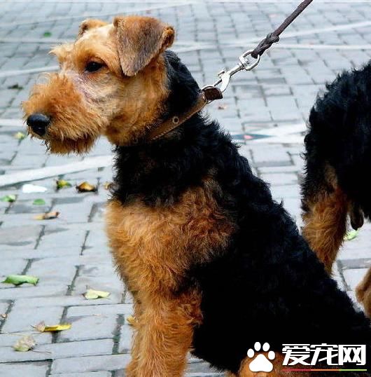 湖畔梗和万能梗一样吗 从体型与外貌上区分