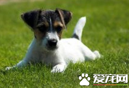 杰克罗素梗多少钱 价格一般在800到1000左右