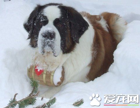 巨型圣伯纳犬价格 价格范围在1000到6000元之间