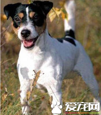 杰克罗素梗犬好训练吗 咬主人后要马上训斥