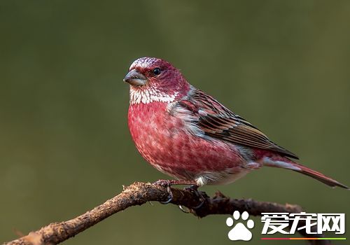 北朱雀叫声 北朱雀的声音是短促的低哨音