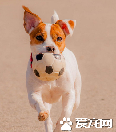 杰克罗素梗多少钱 价格一般在800到1000左右