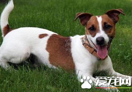 杰克罗素梗犬好养吗 杰克罗素梗怎么养