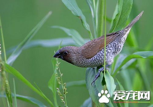 斑文鸟价格 斑文鸟被列为保护动物不能买