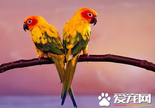 绿颊锥尾鹦鹉多少钱 一般在600到1000元的范围