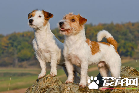 杰克罗素梗如何教 可以采用恩威并施方法训练