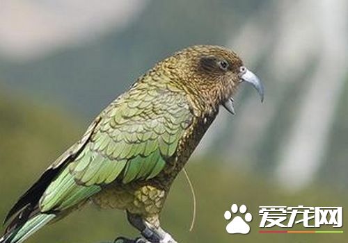 啄羊鹦鹉价格 啄羊鹦鹉的价位相当的高昂