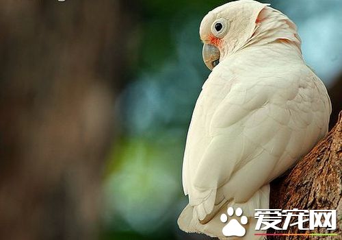 戈芬氏凤头鹦鹉价格 幼鸟价格在八千元左右