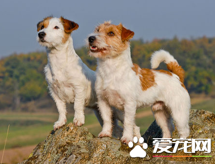 杰克罗素梗掉毛程度 杰克罗素梗掉毛不严重