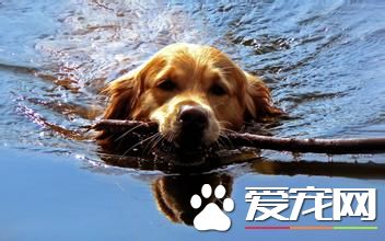 金毛寻回犬训练难度 训练还是有一定难度的