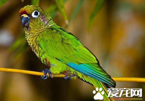 红腹鹦鹉价格 红腹鹦鹉的价格在3000元左右