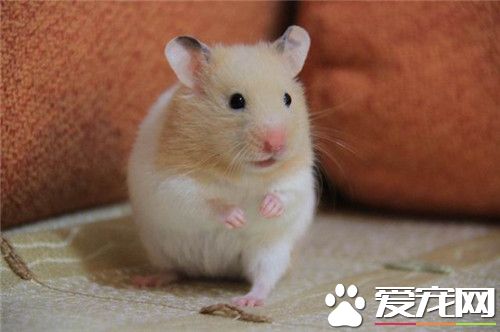 金丝熊生病了怎么办 金丝熊常见的疾病