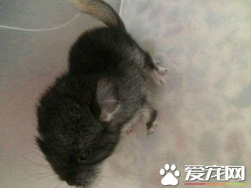 丝绒黑龙猫价格 一般价格在2000到3000元