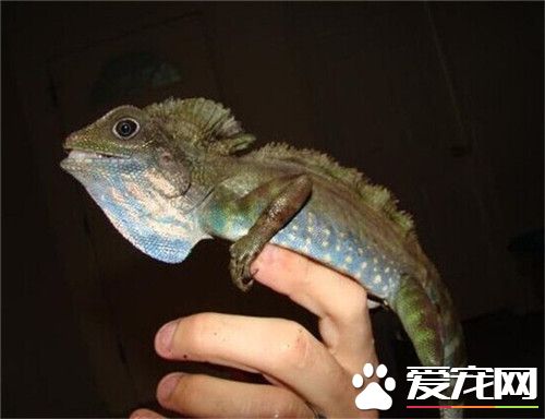 火冠蜥多少钱 一般2到3厘米幼体100到200