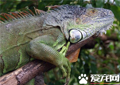 绿鬣蜥拉稀 绿鬣蜥拉稀通常是因为温度低