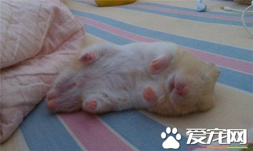 金丝熊怎么过冬 要放在室内暖和的地方