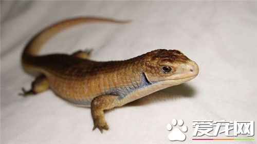 盾甲蜥价格 价格差不多就在600元左右