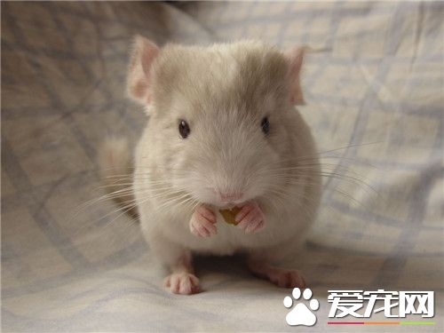 银斑龙猫多少钱一只 特别纯能卖个7到8百