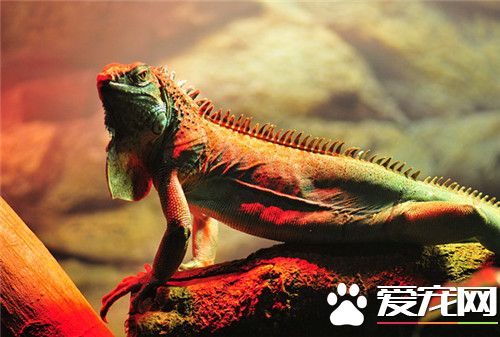 火冠蜥多少钱 一般2到3厘米幼体100到200