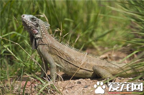 绿鬣蜥皮肤病 绿鬣蜥皮肤病用红霉素涂抹即可