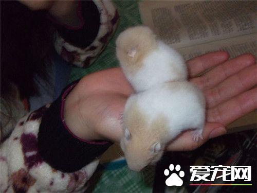 金丝熊好养吗 金丝熊还是非常好养的仓鼠