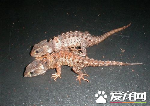 火冠蜥多少钱 一般2到3厘米幼体100到200