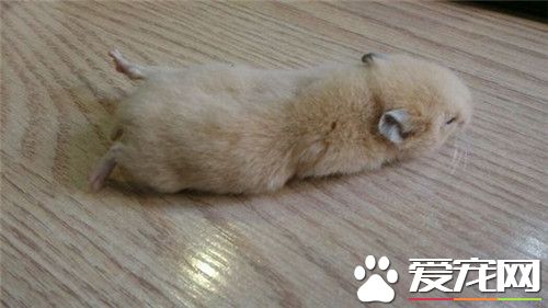 金丝熊哪里买 一般的花鸟市场都有买