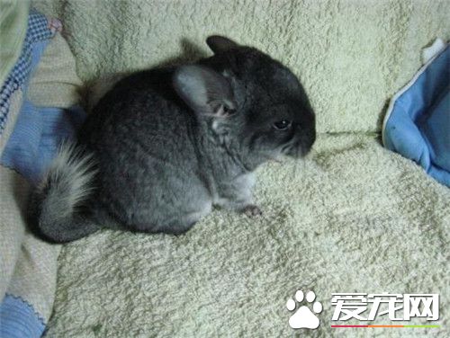 丝绒黑龙猫价格 一般价格在2000到3000元