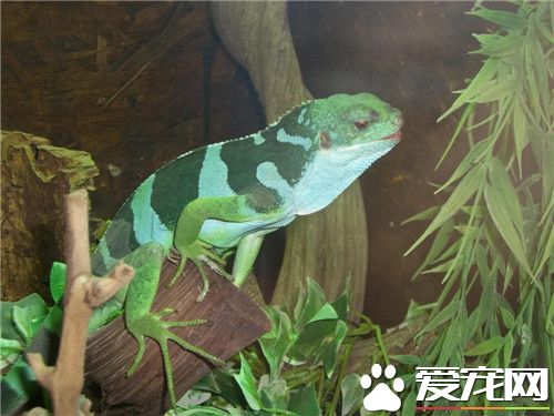 斐济鬣蜥价格 斐济鬣蜥被列为濒临物种
